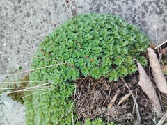 Saxifraga vayredana