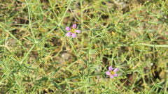 Zygophyllum indicum