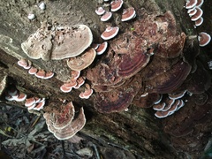 Rhodofomitopsis feei