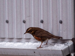 Turdus iliacus coburni