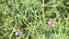 Zygophyllum indicum
