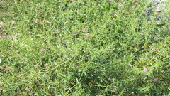 Zygophyllum indicum