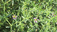 Zygophyllum indicum