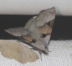 Avatha discolor