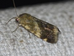 Acontia detrita