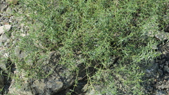 Zygophyllum indicum