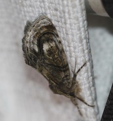 Zalissa catocalina