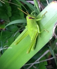 Schistocerca cancellata