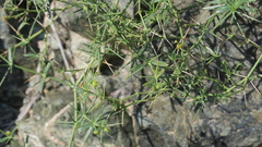 Zygophyllum indicum