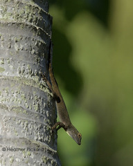 Anolis