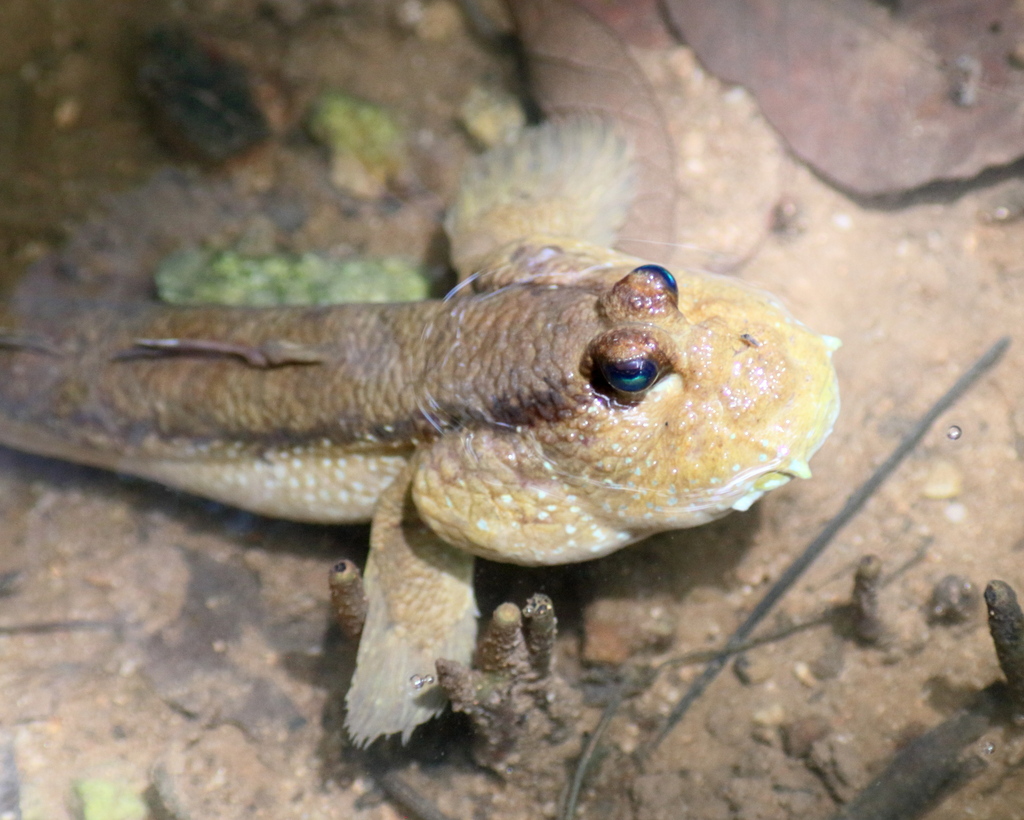 Giant Mudskipper