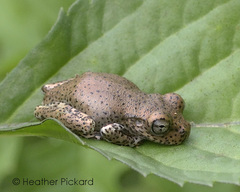 Osteopilus dominicensis