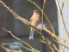 Fringilla coelebs