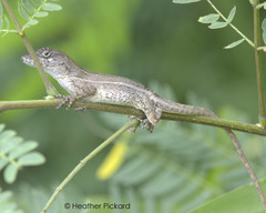 Anolis cybotes