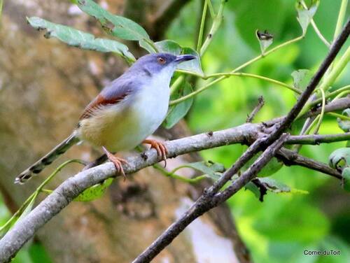 iNaturalist image