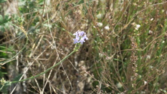 Lavandula subnuda