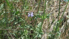 Lavandula subnuda