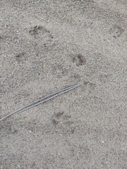 Vulpes vulpes ichnusae