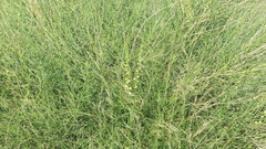 Ochradenus aucheri