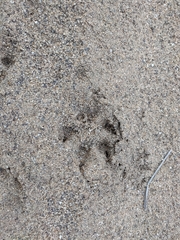 Vulpes vulpes ichnusae