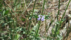 Lavandula subnuda