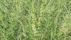 Ochradenus aucheri