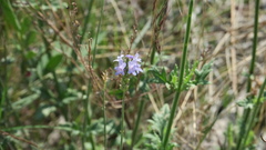 Lavandula subnuda