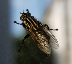 Oxysarcodexia varia