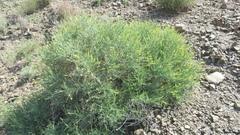 Ochradenus aucheri