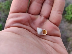 Tudorella multisulcata