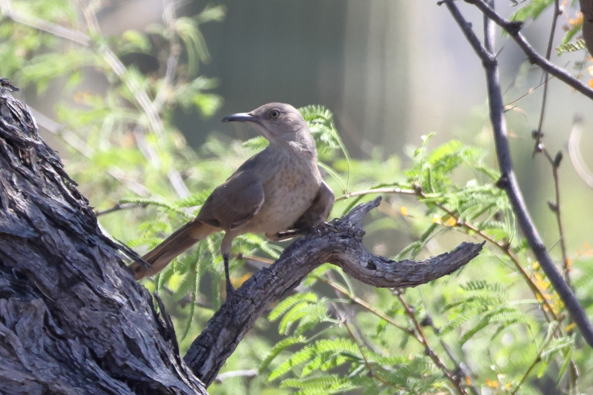 Bendire's Thrasher (Toxostoma bendirei), photo 3