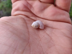 Tudorella multisulcata