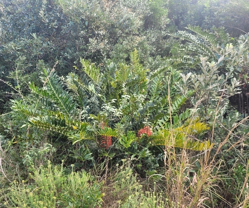 Encephalartos ferox
