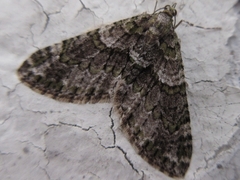 Esakiopteryx volitans
