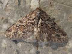Agriopis dira