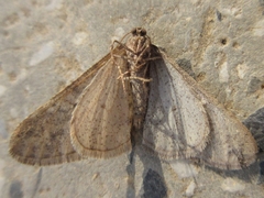 Agriopis dira