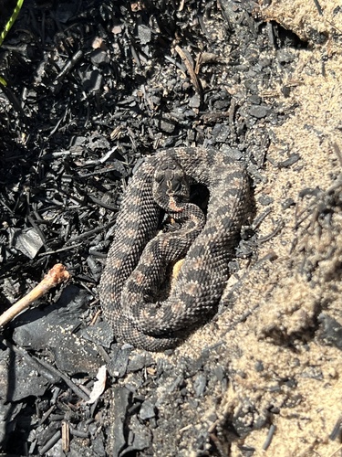 Pygmy Rattlesnake