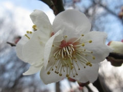 Prunus mume