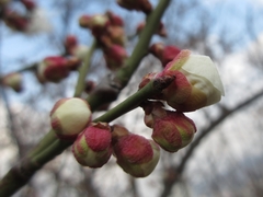 Prunus mume