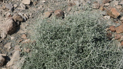 Plocama aucheri