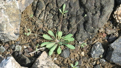 Polycarpaea spicata