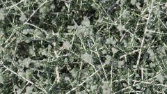 Plocama aucheri