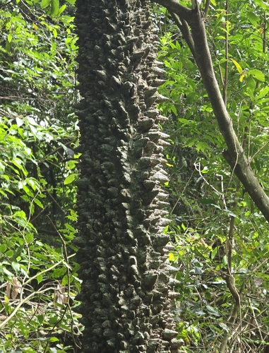 Forest Knobwood (Zanthoxylum davyi)