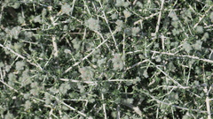 Plocama aucheri