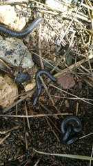 Archispirostreptus syriacus