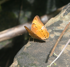 Cirrochroa tyche mithila