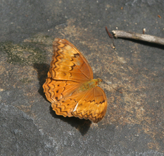 Cirrochroa tyche mithila