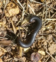 Archispirostreptus syriacus