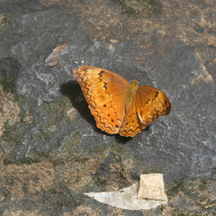 Cirrochroa tyche mithila