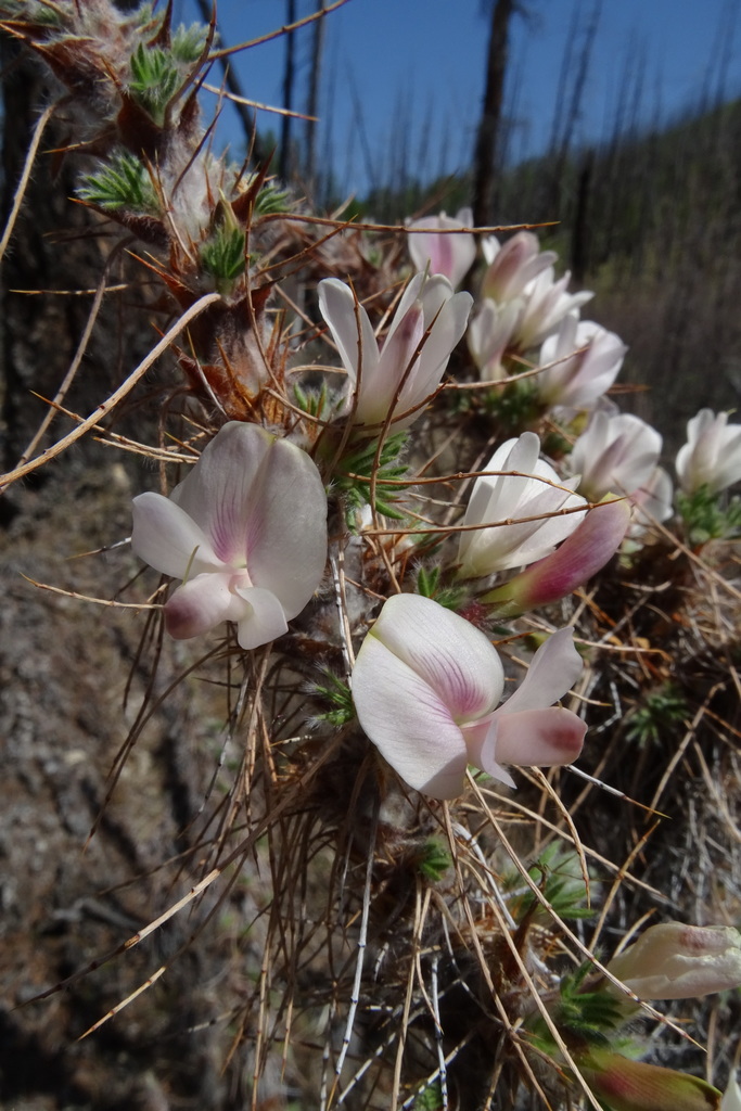 Pea shrub